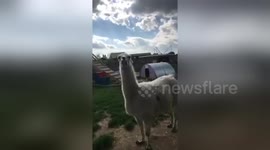Newsflare Edit - A not very welcoming llama