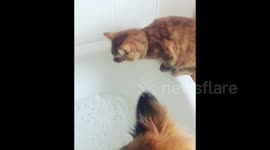 Newsflare Edit - Curious cat decides to see what bubbles feel like, hates it