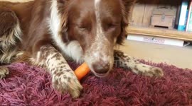 Dog eating a carrot