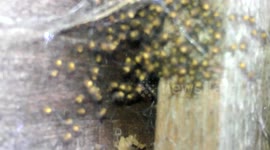 Loads of Tiny Baby Spiders come out of ball! SCARY!