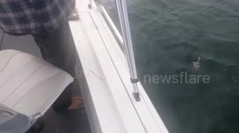 Great white shark attacks fishing boat