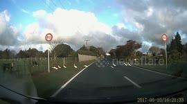 Family of ducks cross road in New Zealand