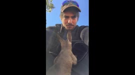 Baby kangaroo tries to climb into man's hoodie because it looks like a pouch