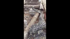 Arthur Roden vs African rock python regugitares large chicken