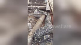 Newsflare Edit - Arthur Roden vs African rock python regugitares large chicken