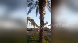 Woman climbs tree to rescue bird and falls off