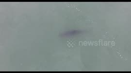 Great white shark spotted near beach
