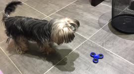 A dog playing with a fidget spinner