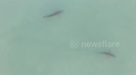 School of great white sharks patrol near California beach