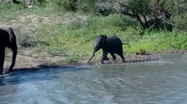 Baby elephant takes a tumble by waterhole