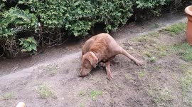 Tail chasing