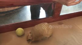 Armadillo gears up for Wimbledon finals