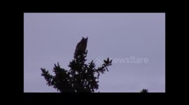 Crows attack Great Horned Owl