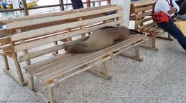 Sea lion sleeping on a bench in the Galapagos Islands