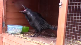 Lunch with Jeremy Corvid
