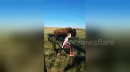 Huge buffalo runs along with kids in Wyoming