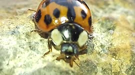 Beautiful Lady Bird Close up! HD