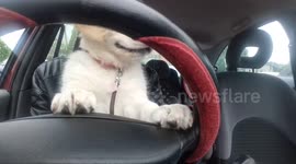Puppy at the wheel
