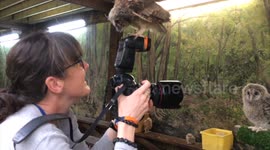 Baby owls looking awestruck as they experience the world for the first time.