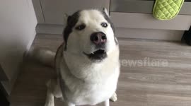 Kobi the Husky tells me how much