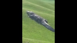 Massive alligator suns itself on golf course putting green