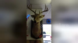 Amusing singing deer