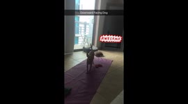 Dog Yoga