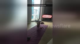 Newsflare Edit - Dog Yoga