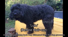 Dog Groomers No More! I Clip My Dog's Hair Myself (Time Lapse)