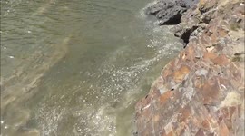 Algal Invasion 2