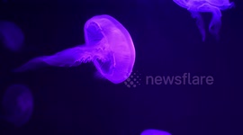 Mesmerising multi-coloured Jellyfish