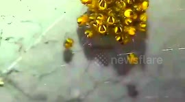 HUGE Spider Ball Babies Found Minion Spider 2017