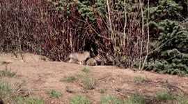 Fox Kits Tackle The Tail