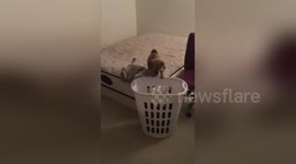 Puppy in epic laundry basket fail