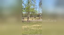 Newsflare Edit - Black Bears In Park