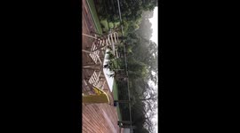 Lorikeet Birds Flying Away Funny Moment