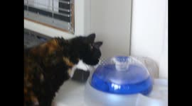 Ensure elderly cats have access to water