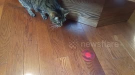 Cat Plays With Fidget Spinner 2