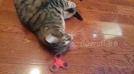 Even cats can't resist fidget spinners