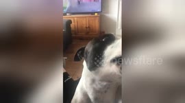 Newsflare Edit - Lenny singing along with the harmonica