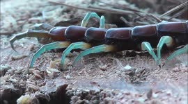 Giant  Centipede New Zealand
