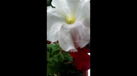 Flowers on the window