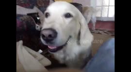 Dog in heaven with head massager