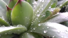 Raindrops on the leaves