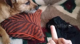 My Dog Hates Being Flipped Off