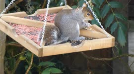 Squirrel Hanging Bird Feeder 4k
