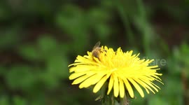 Bee taking pollen from a dandelion