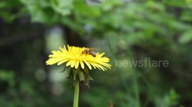 Bee taking pollen from dandelion