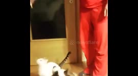 Cat and dog jumping for food