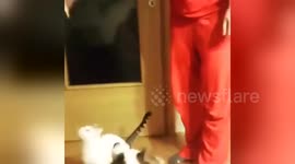 Newsflare Edit - Cat and dog jumping for food